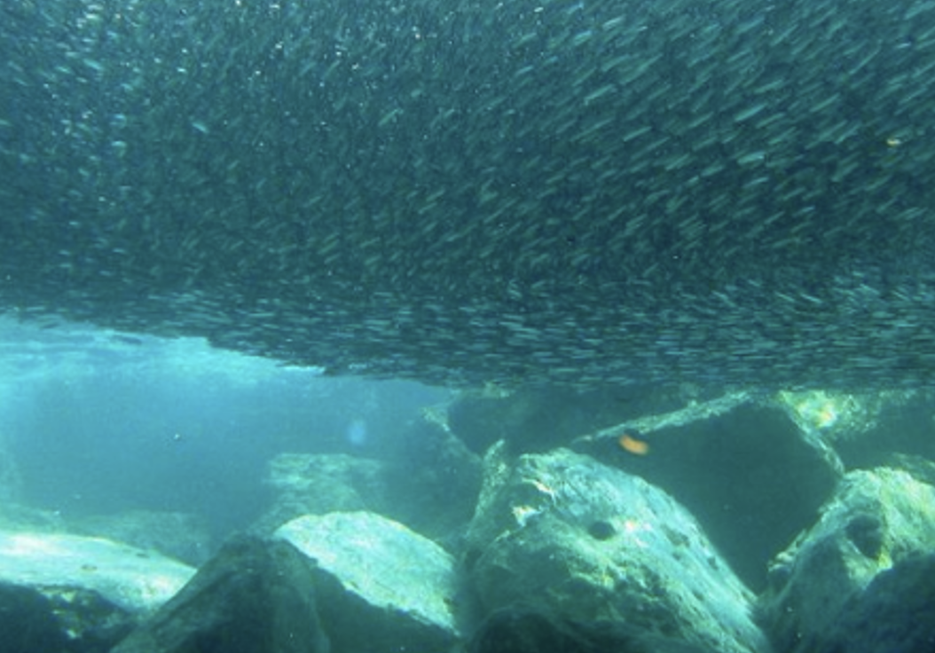 Climate change: are fishes migrating to colder waters?